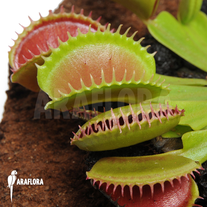 Dionaea muscipula ‘Short teeth’