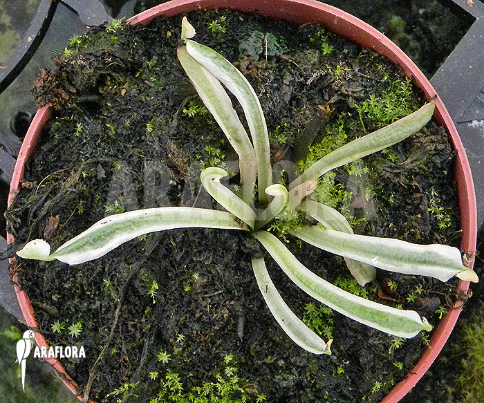 Detail Dionaea muscipula ‘Snowman’
