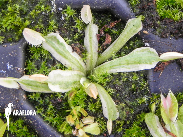 Dionaea muscipula ‘Snowman’ starter