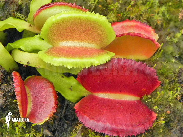 Dionaea muscipula ‘Space’