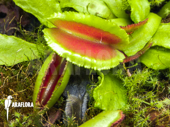 Dionaea muscipula ‘Space’ starter