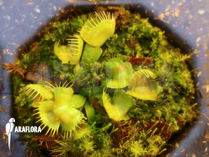 Dionaea muscipula ‘Spiderman’ Starter