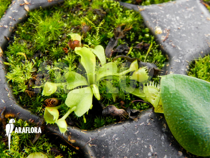 Dionaea muscipula ‘Spiderman’ Starter