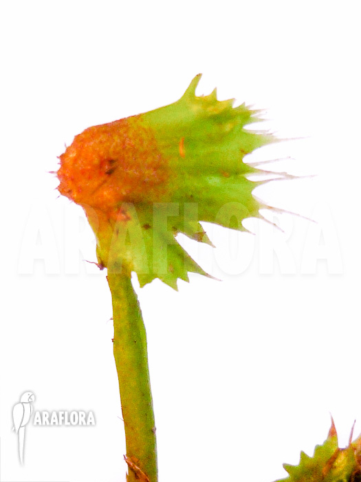 Dionaea muscipula Spiky