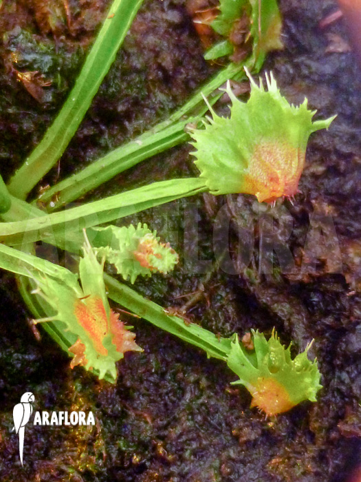 Dionaea muscipula Spiky