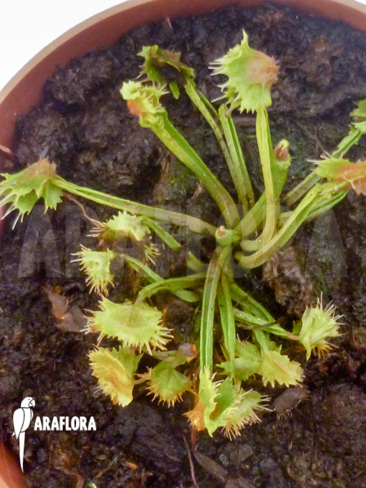 Dionaea muscipula Spiky