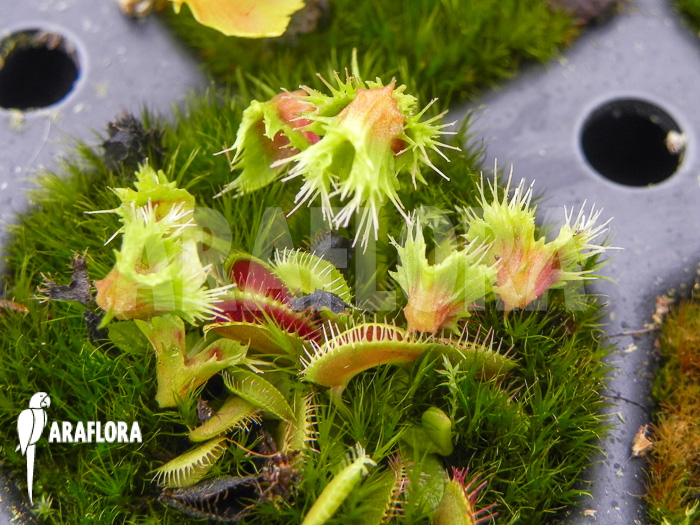 Dionaea muscipula ‘Splash’ ‘Starter’