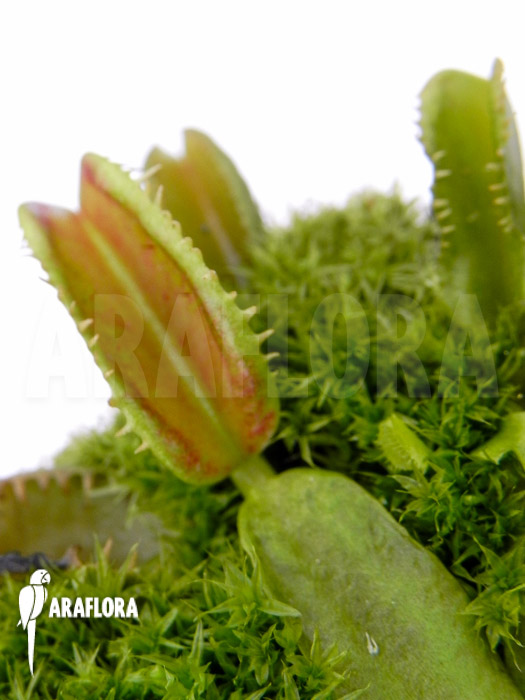 Dionaea muscipula ‘Star dust’