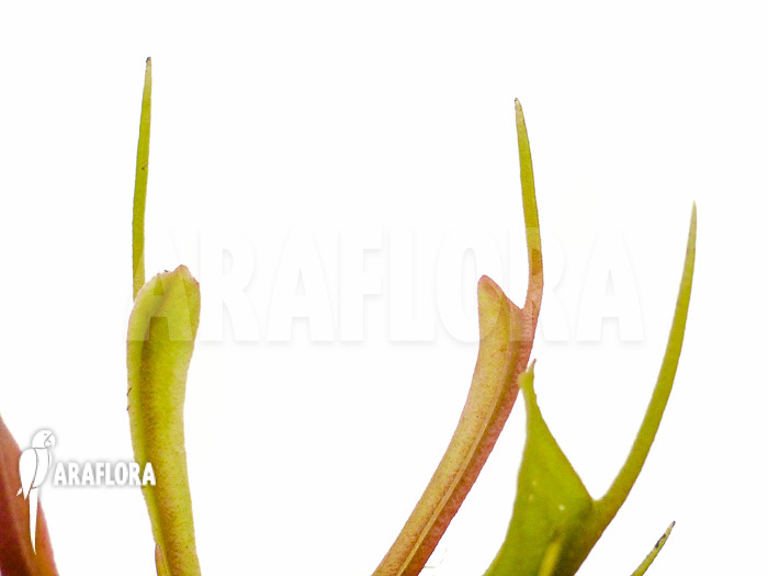 Dionaea muscipula ‘Stingray’