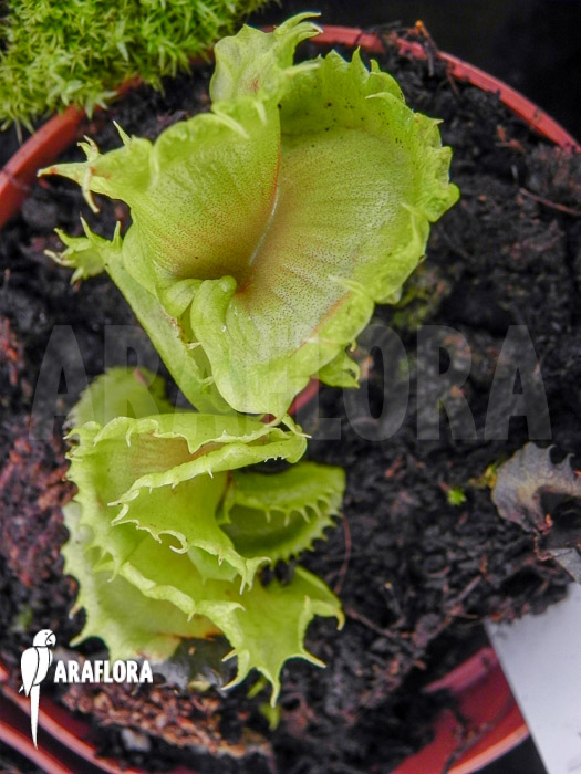 Dionaea muscipula ‘Stricker’