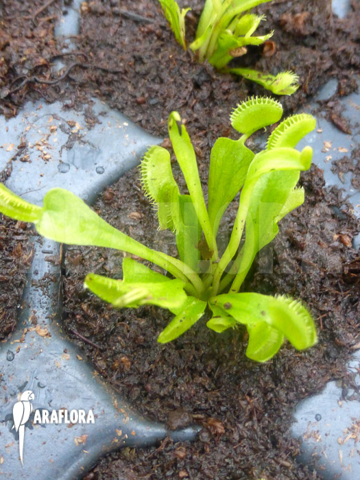 Dionaea muscipula ‘Triton Starter’