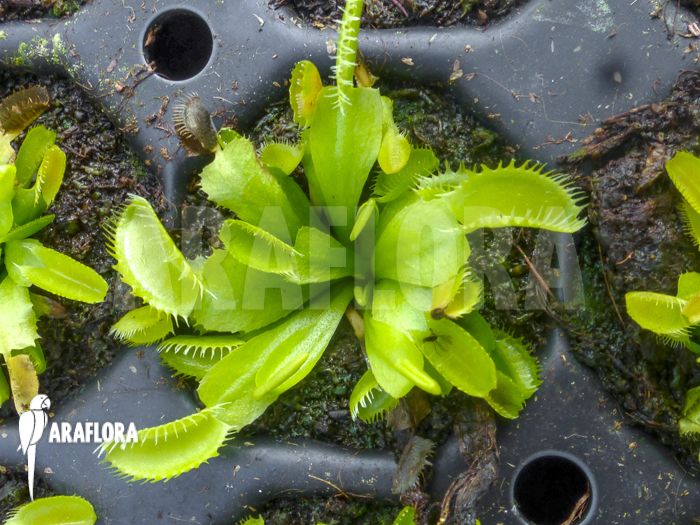 Dionaea muscipula ‘Triton Starter’
