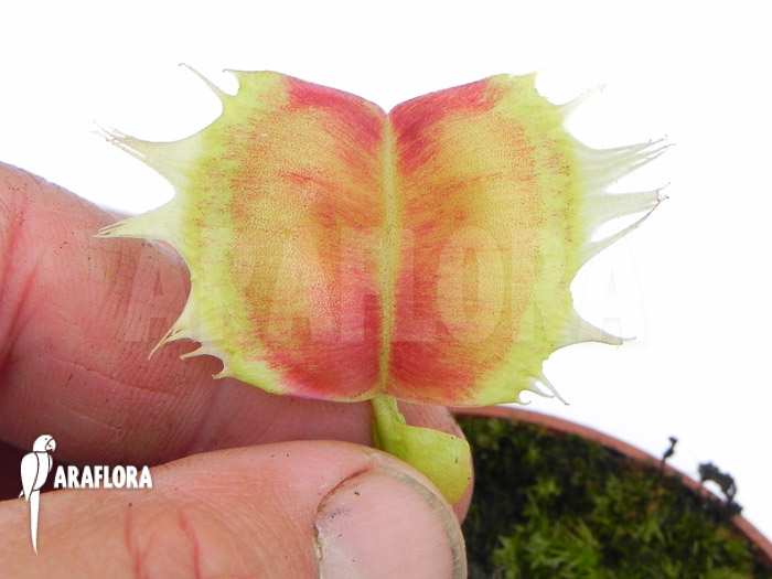 Dionaea muscipula ‘Trump’