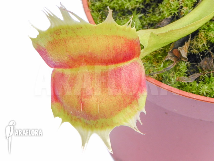 Dionaea muscipula ‘Trump’
