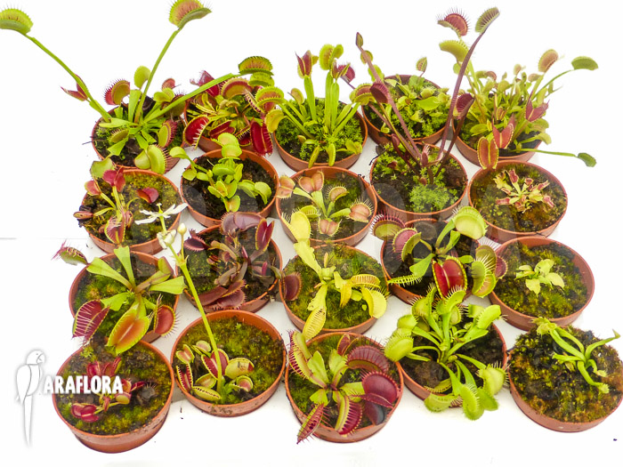 Dionaea muscipula Venusflytrap20 Starter Collection Package