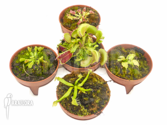 Dionaea muscipula Venusflytrap5 Rare Trap Collection Starter Package