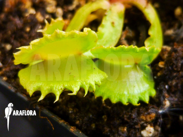 Dionaea muscipula ‘Werewolf’