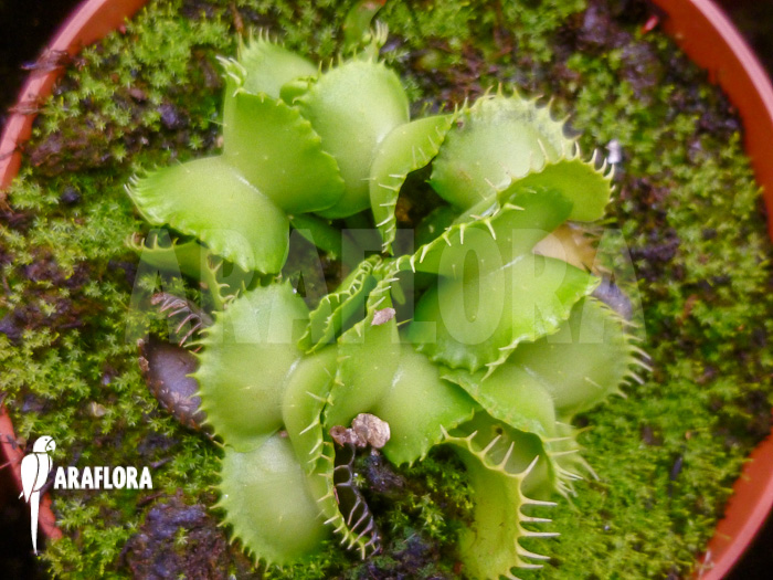 Dionaea muscipula ‘Werewolf Ara’
