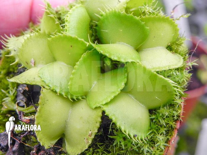 Dionaea muscipula ‘Werewolf Ara’