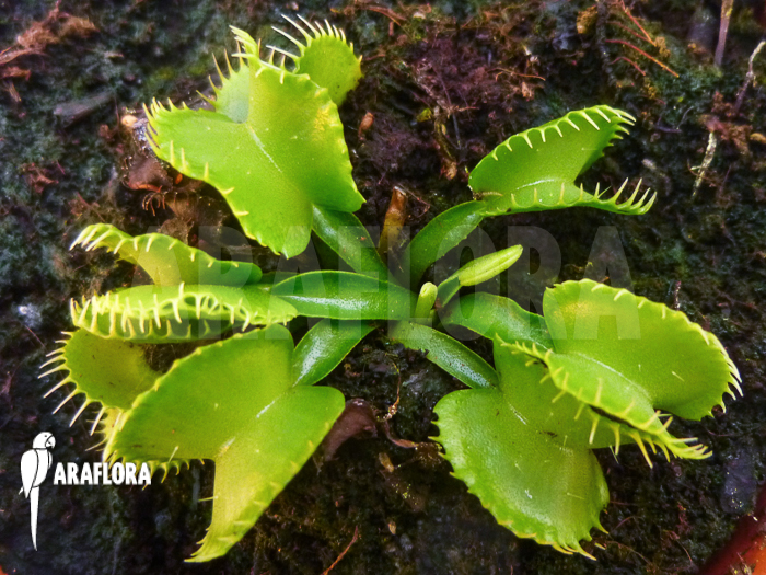 Dionaea muscipula ‘Werewolf Ara’