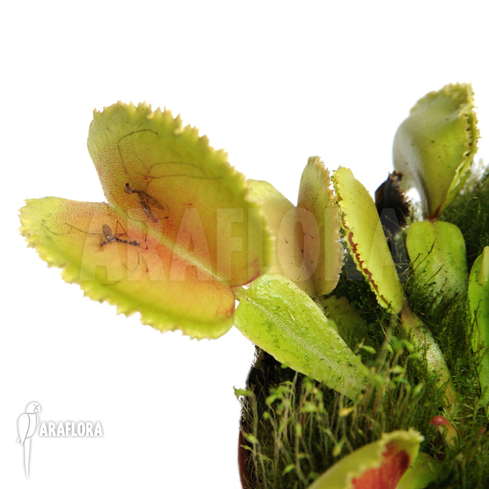 Dionaea muscipula ‘Whale’