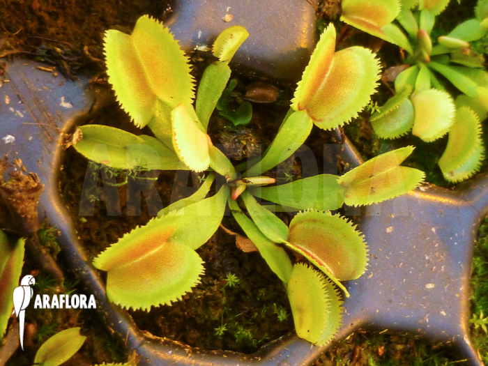 Dionaea muscipula ‘Whale’ ‘Starter’