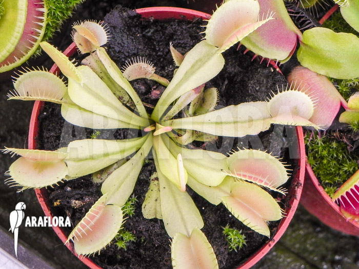 Dionaea muscipula ‘White green’