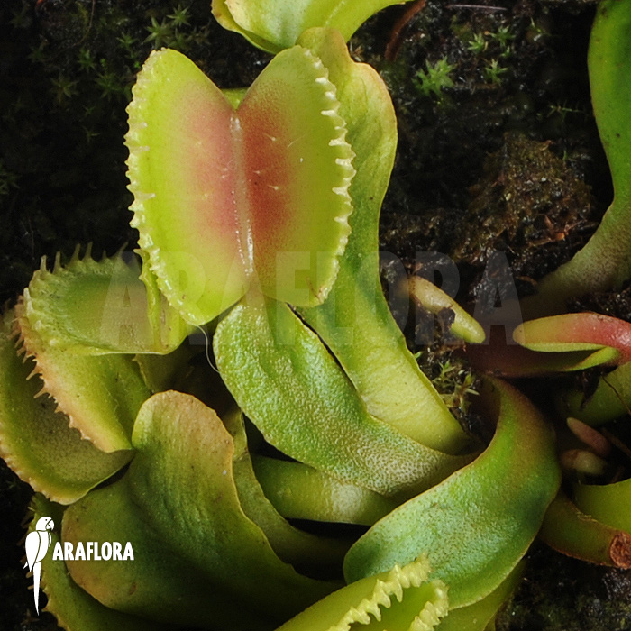 Dionaea muscipula ‘Wiki’