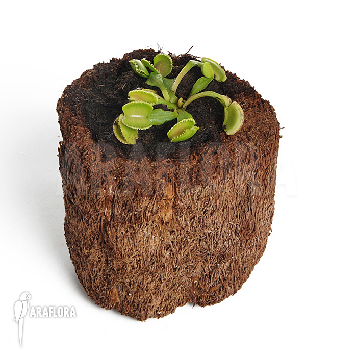 Dionaea muscipula ‘Wiki’