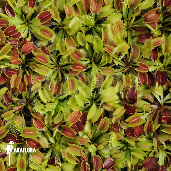 Dionaea muscipula ‘Young plants’