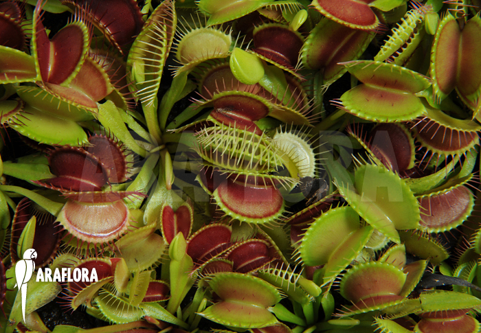 Dionaea muscipula ‘Young plants’