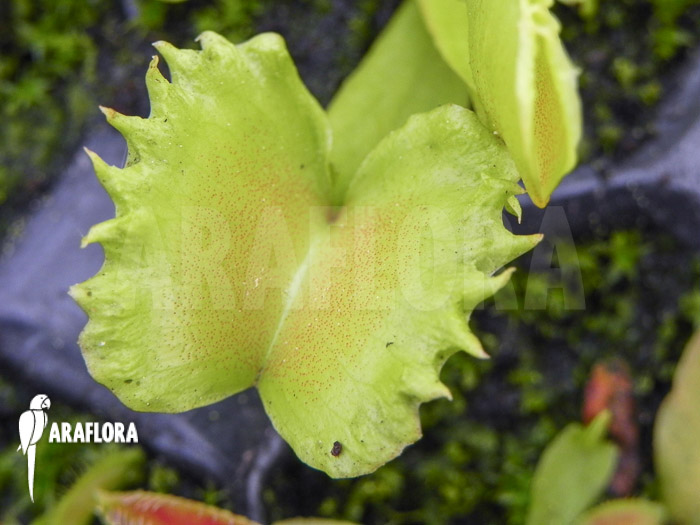 Dionaea muscipula ‘Werewolf’