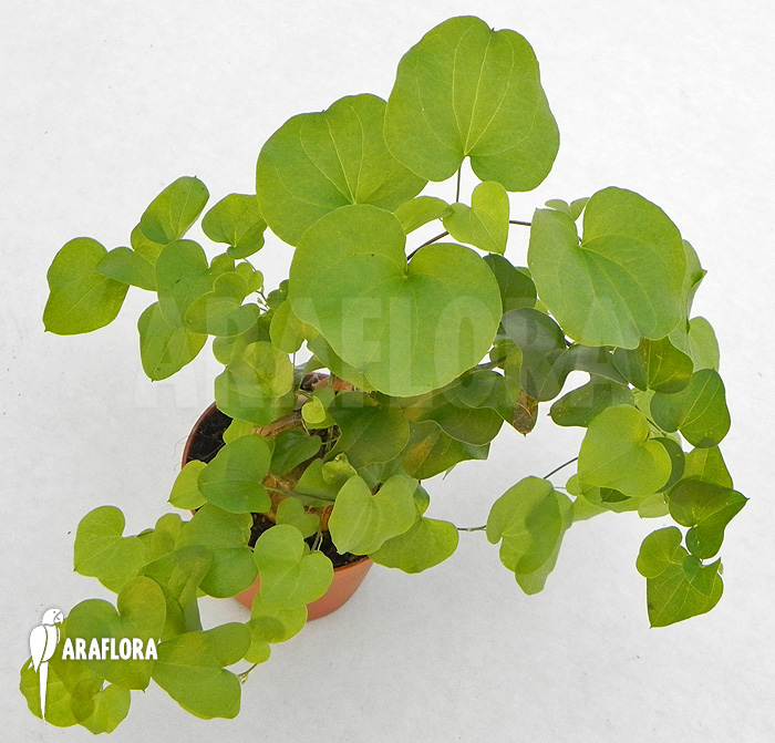 Dioscorea elephantipes