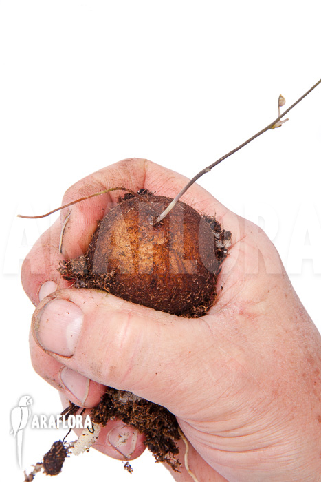 Dioscorea elephantipes ‘S’