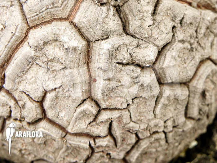 Dioscorea macrostachya ‘M’