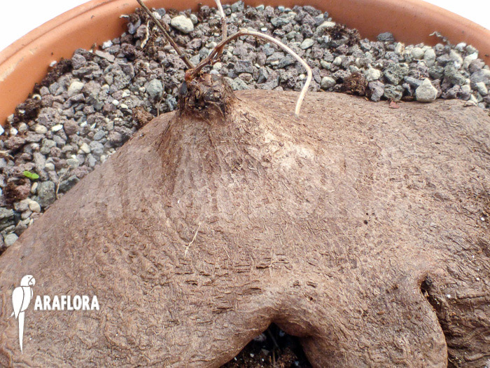 Dioscorea sylvatica