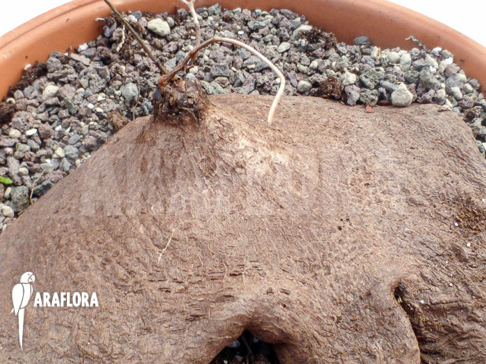 Dioscorea sylvatica