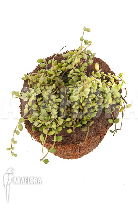 Dischidia aff nummularia 172