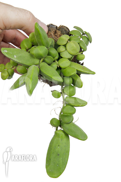 Dischidia major ‘L’