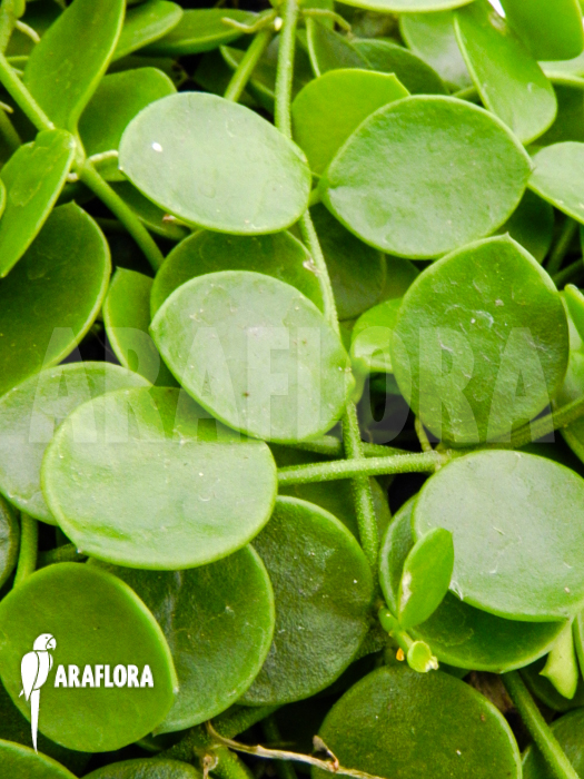 Dischidia nummularia