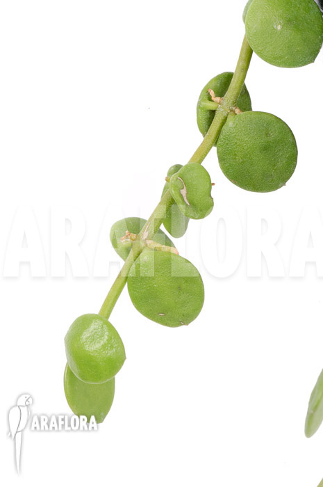 Dischidia nummularia ‘Button’