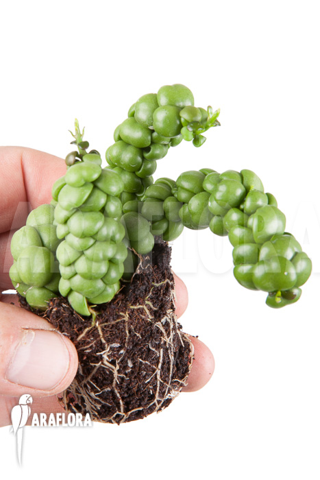 Dischidia nummularifolia “Dragon Jade” ‘Starter’