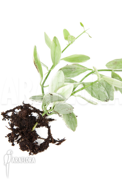 Dischidia oiantha Variegata ‘M’