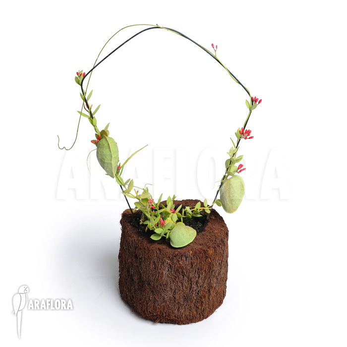 Dischidia pectinoides