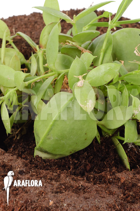 Dischidia pectinoides ‘Type B’