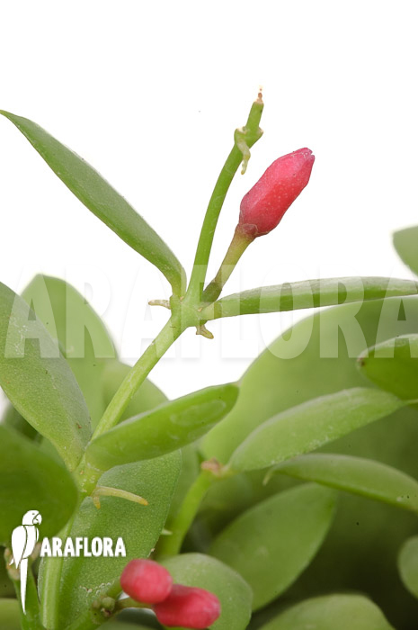 Dischidia pectinoides ‘Type B’