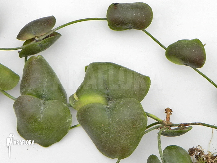 Dischidia platyphylla