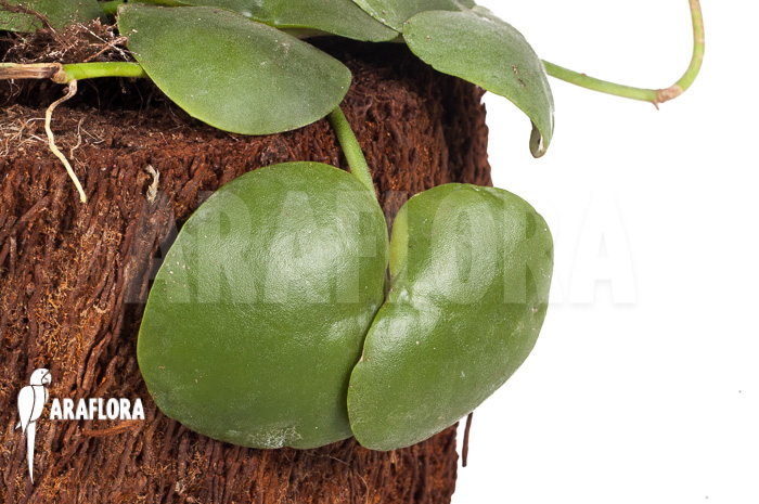 Dischidia platyphylla ‘XL’