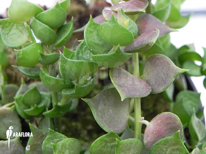 Dischidia ruscifolia