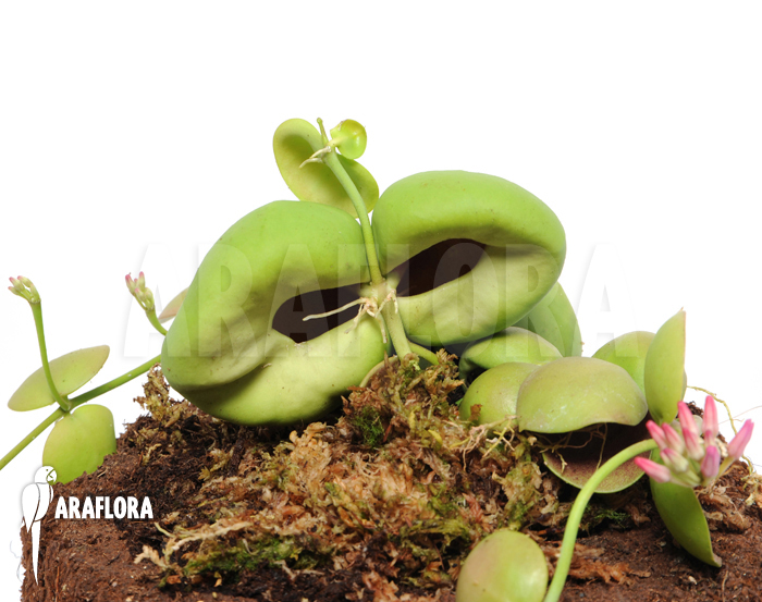 Dischidia species Thailand